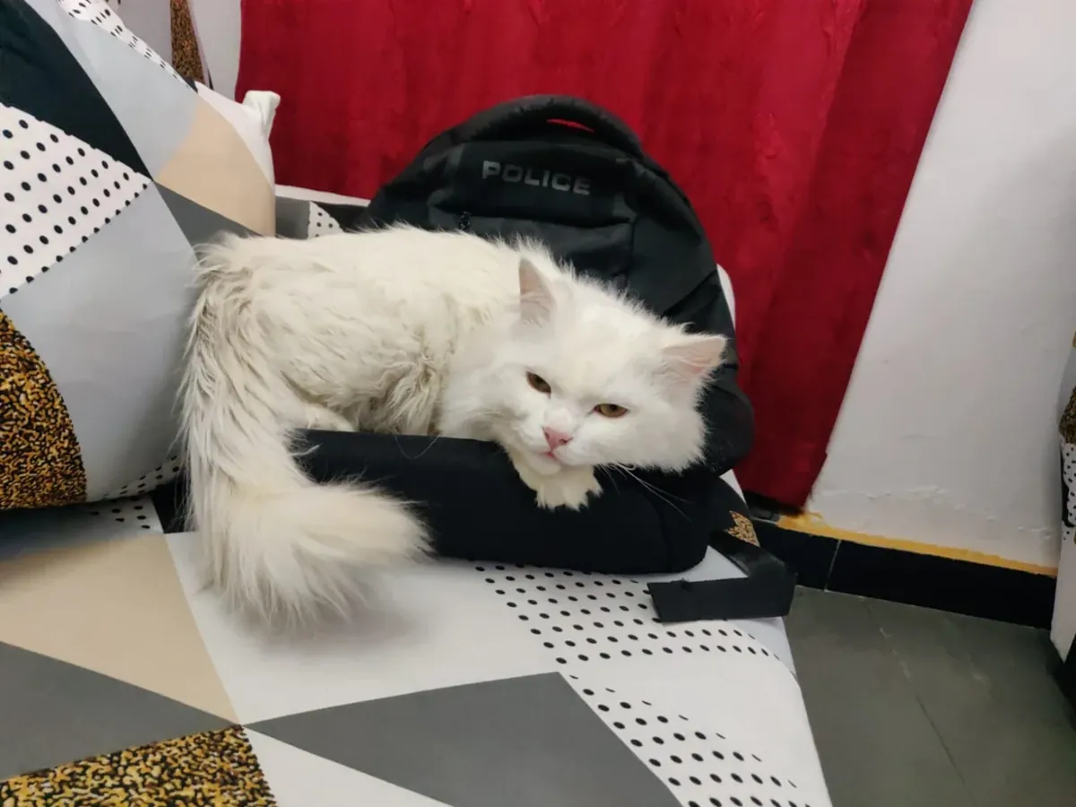 Persian Cat for Free Adoption – Urgently Needing a Home
