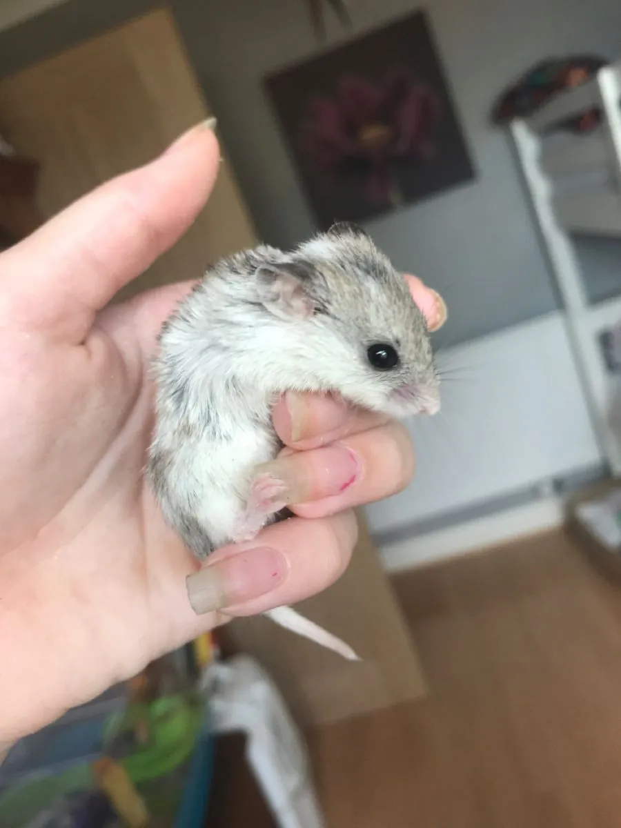 Chinese Hamster for Sale | Calm and Easy to Care