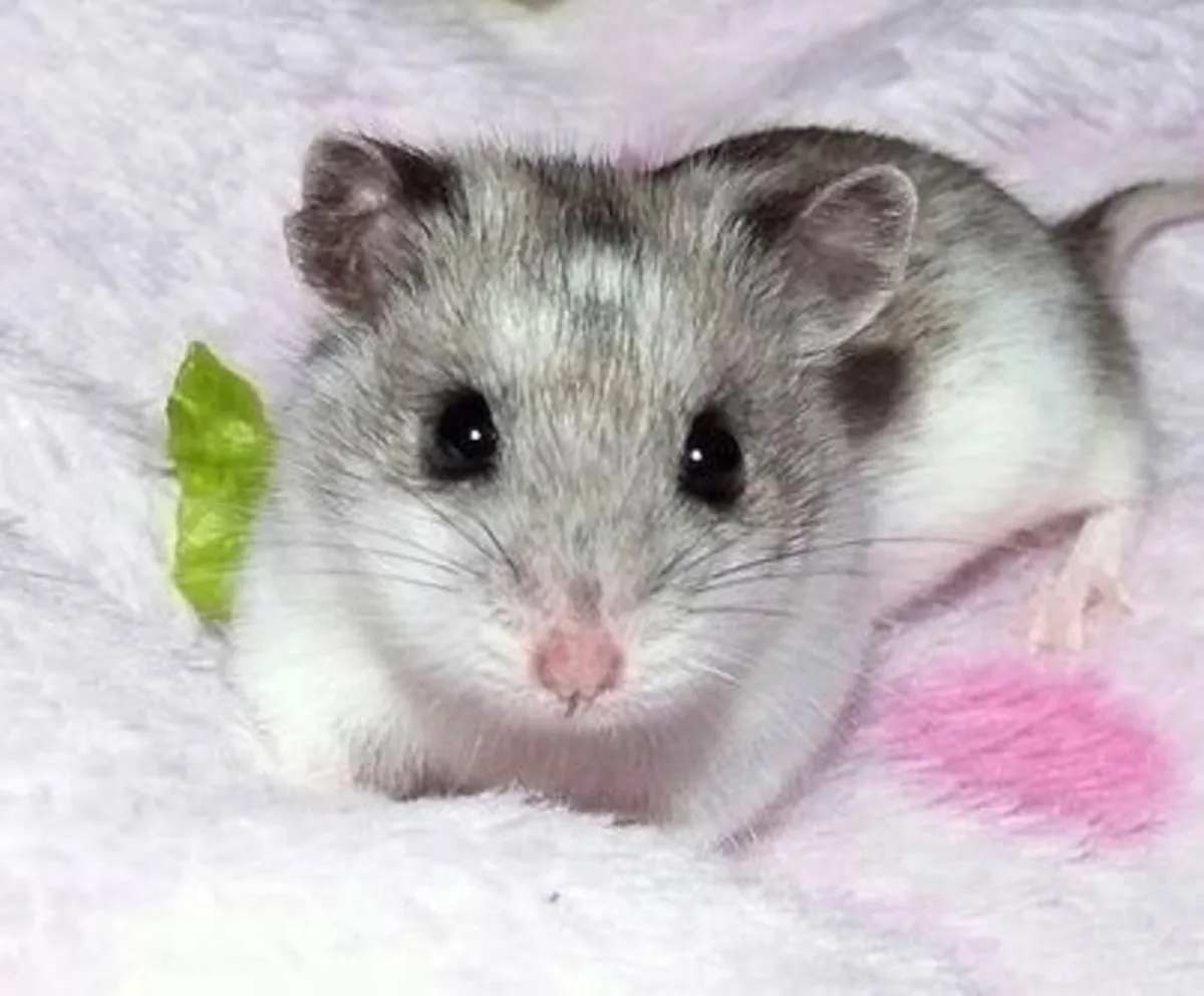 Chinese Hamster for Sale | Calm and Easy to Care