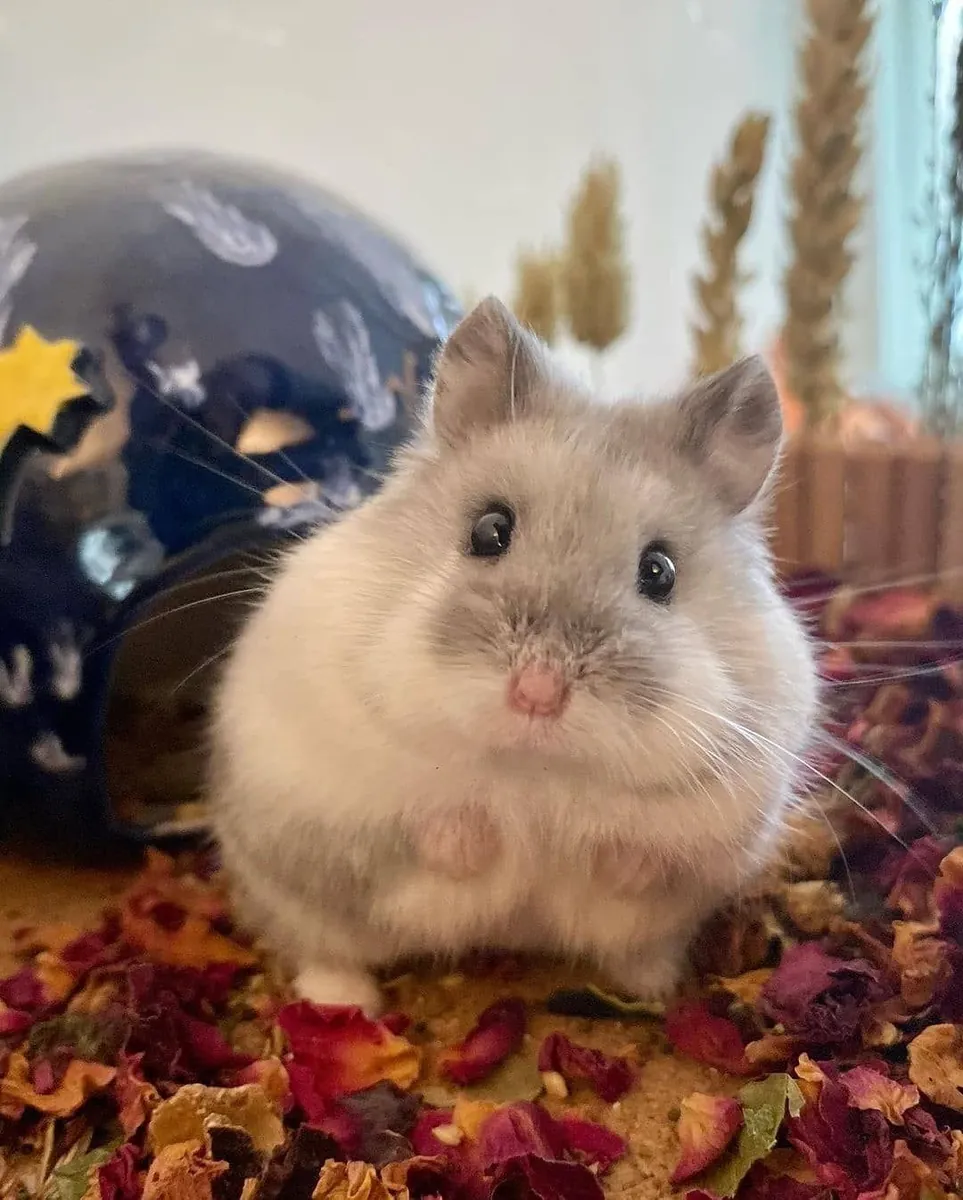Campbell Hamster for Adoption | Active and Curious