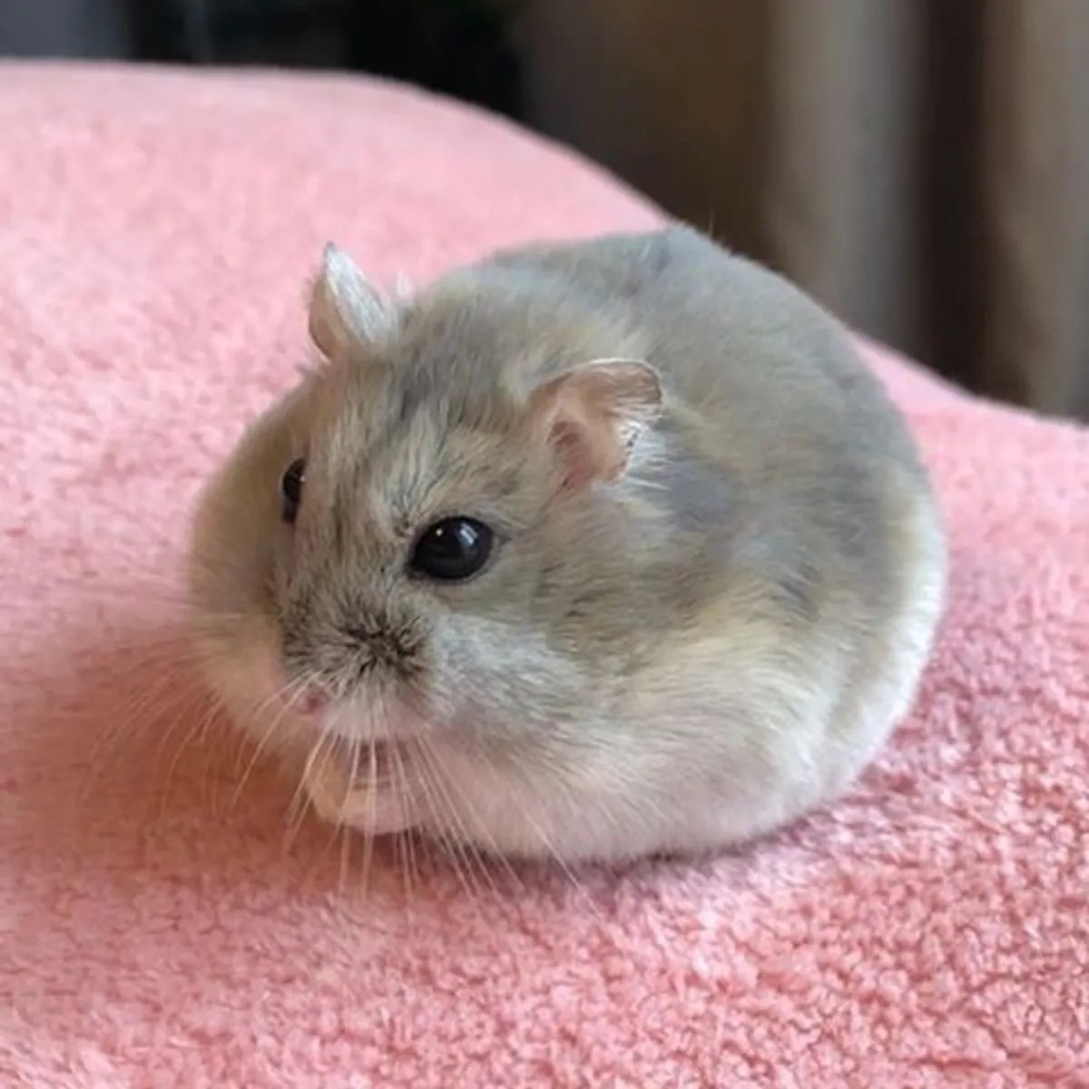 Lost Dwarf Hamster | Small Grey Hamster Missing