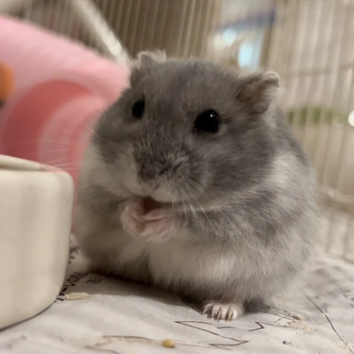 Lost Dwarf Hamster | Small Grey Hamster Missing