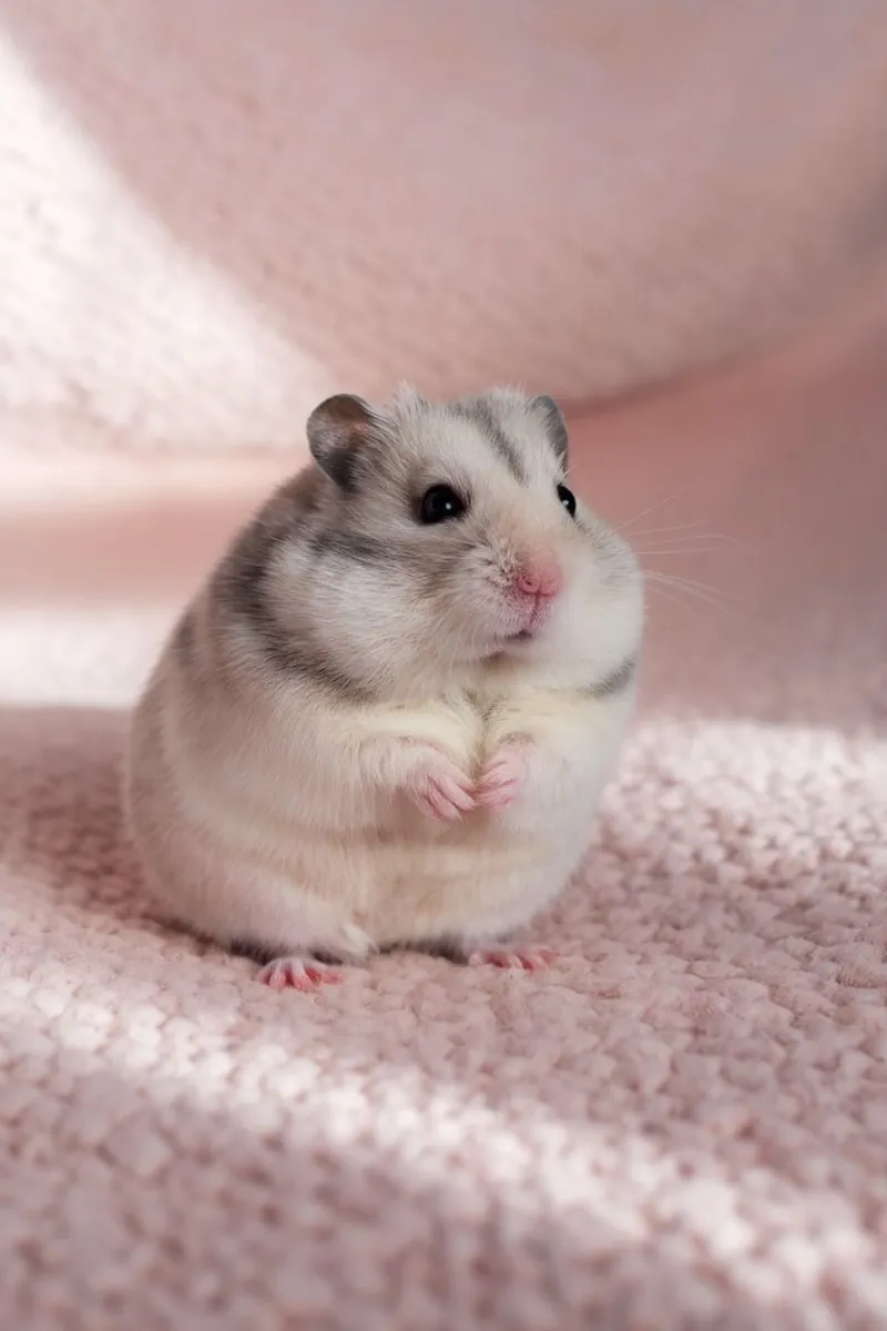 Lost Dwarf Hamster | Small Grey Hamster Missing