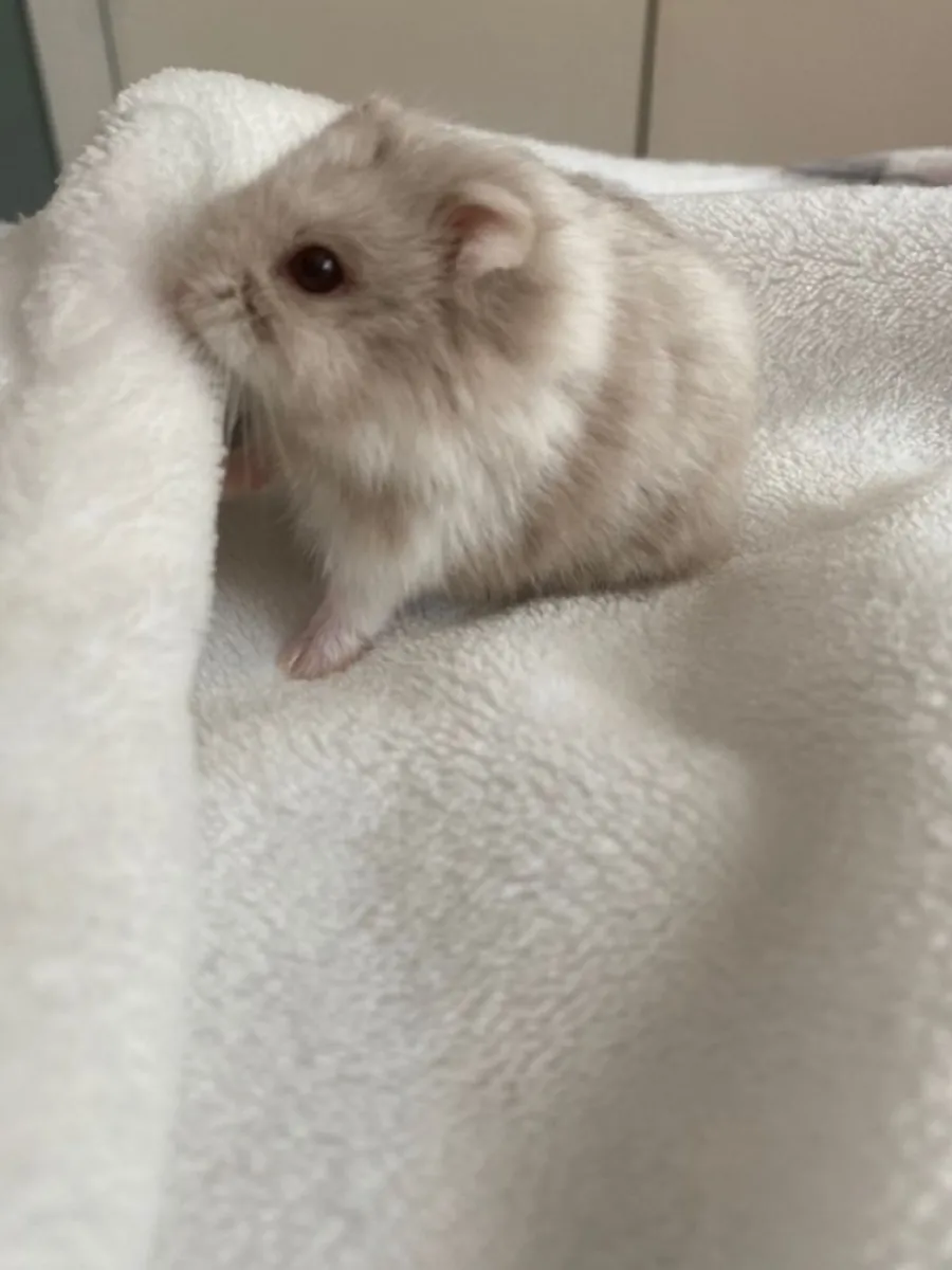 Siberian Hamster for Sale | Friendly and Hardy