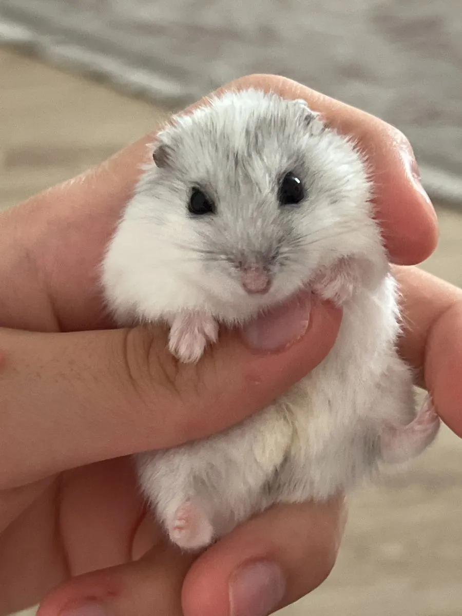 Siberian Hamster for Sale | Friendly and Hardy