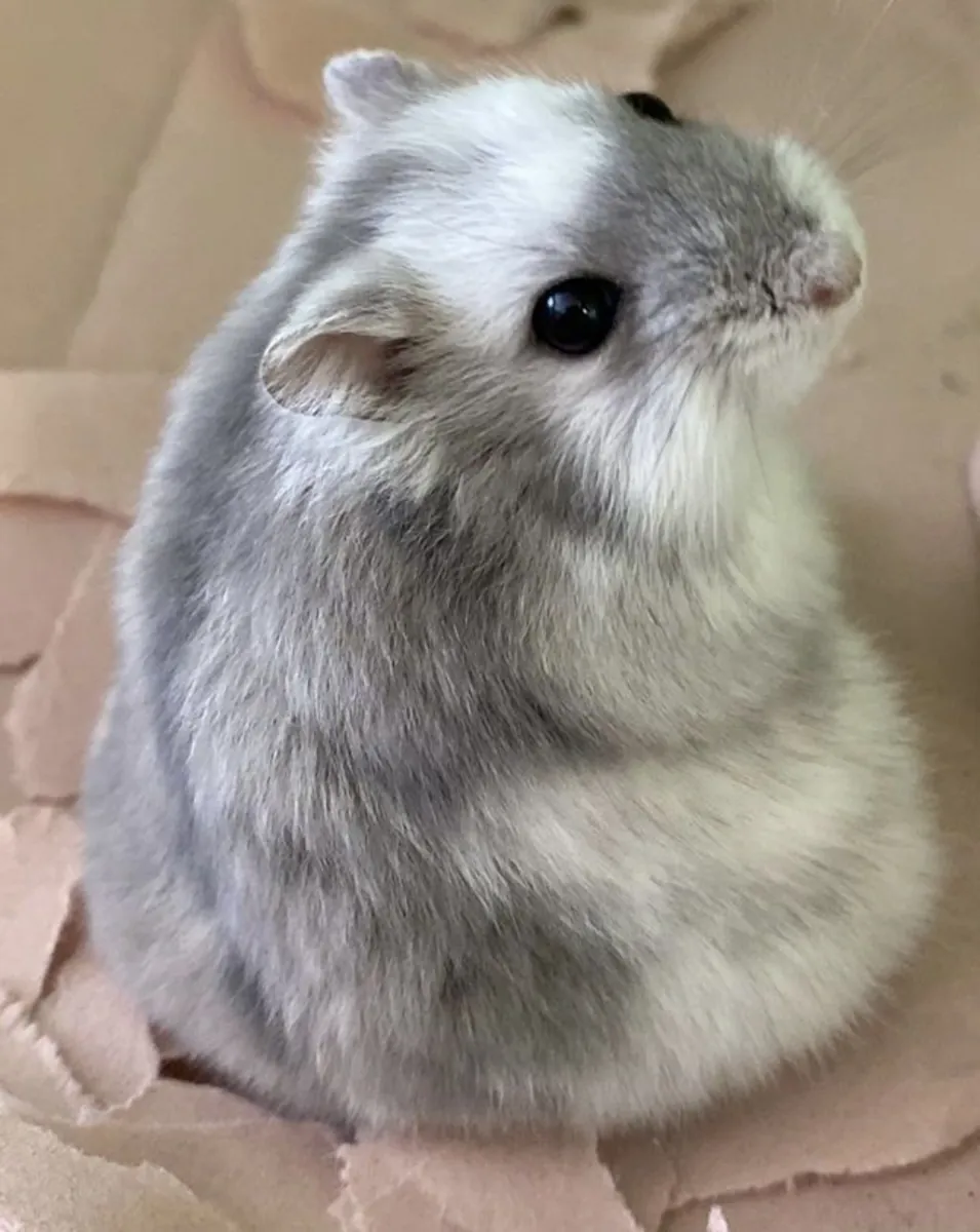 Siberian Hamster for Sale | Friendly and Hardy