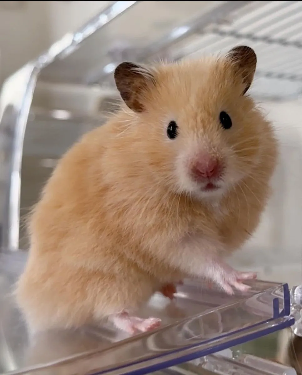 Turkish Hamster for Adoption | Rare Local Species