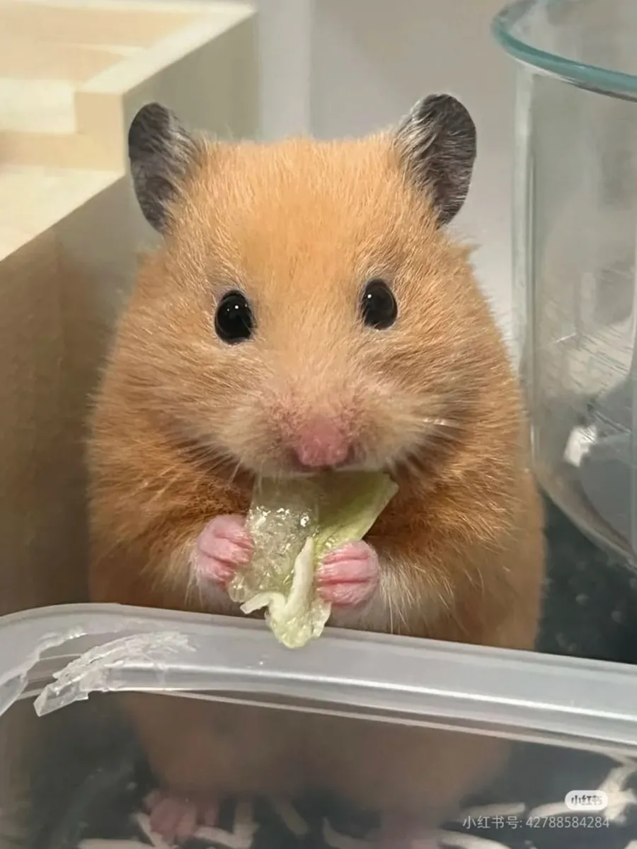 Turkish Hamster for Adoption | Rare Local Species
