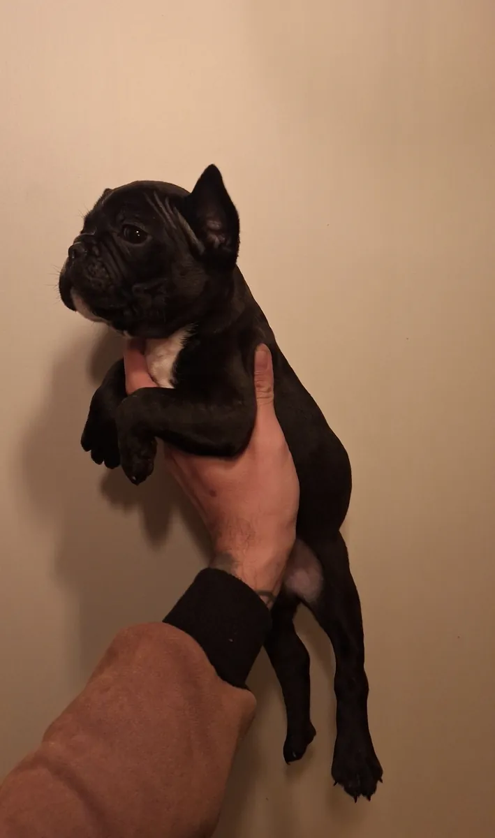 Mükemmel Güzellikte French Buldog Bebeklerimiz