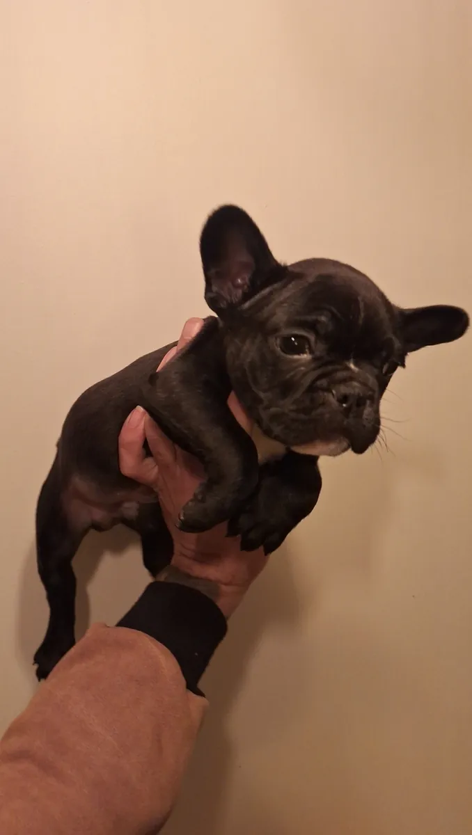 Mükemmel Güzellikte French Buldog Bebeklerimiz