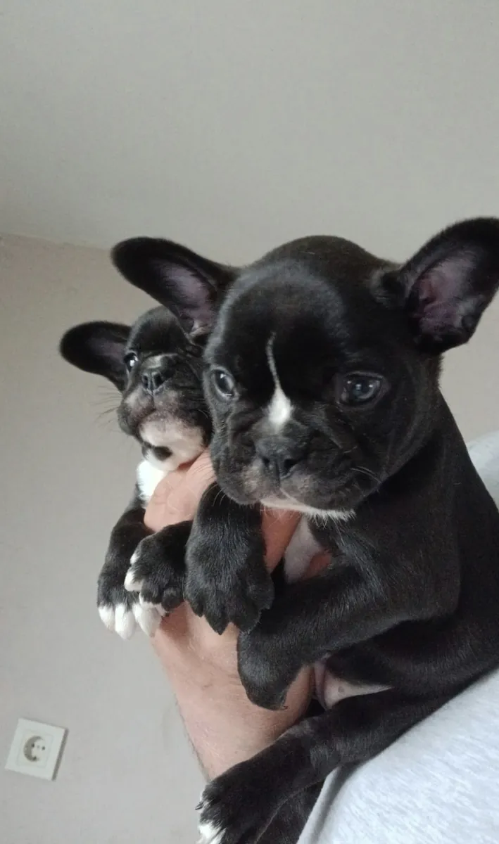 Mükemmel Güzellikte French Buldog Bebeklerimiz