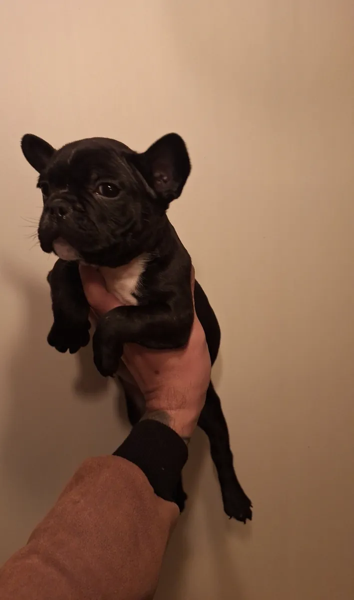 Mükemmel Güzellikte French Buldog Bebeklerimiz