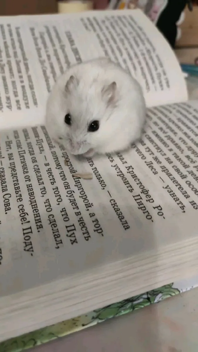 Hámster Enano Perdido | Tamaño Pequeño