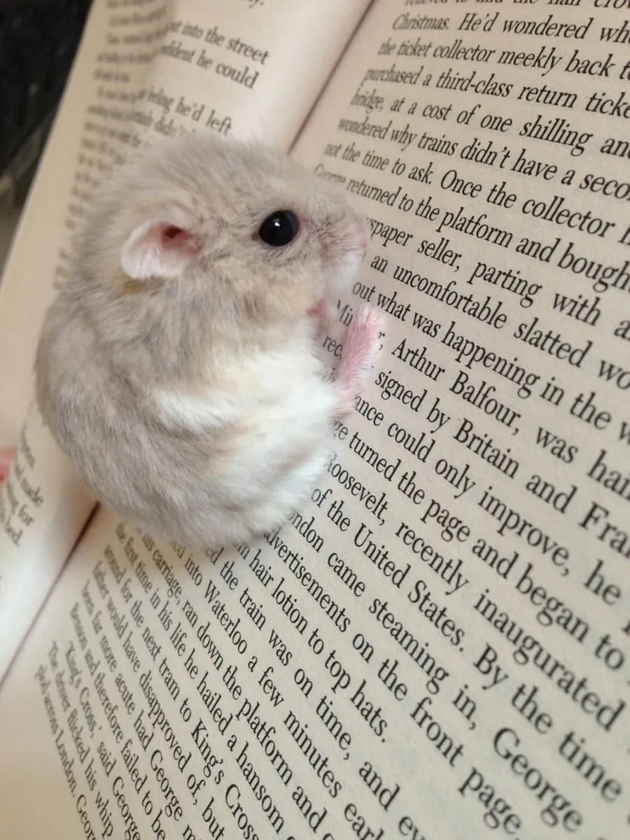 Hámster Enano Perdido | Tamaño Pequeño