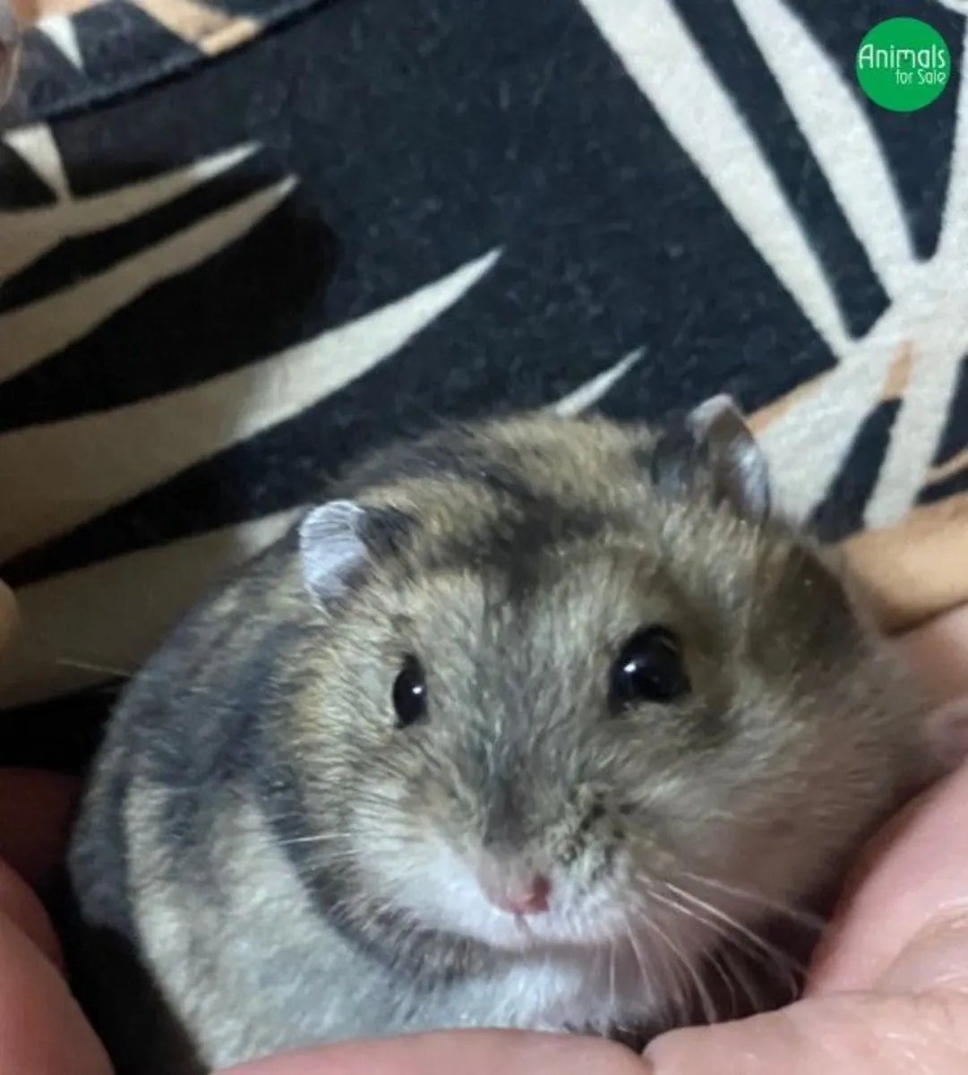 Hámster Campbell en Venta | Activo y Curioso