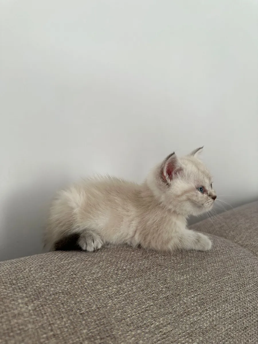 Двухмесячный чистокровный британский короткошерстный кот