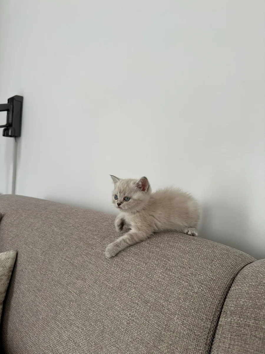 Двухмесячный чистокровный британский короткошерстный кот