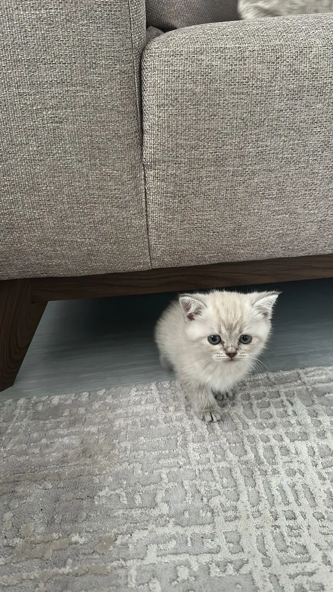 Двухмесячный чистокровный британский короткошерстный кот