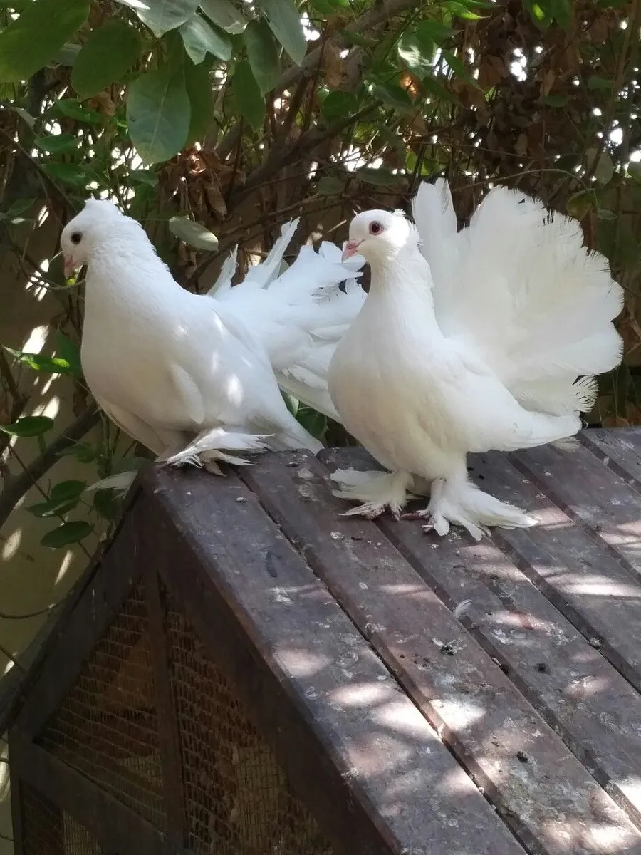 Hatasız Beyaz Paçalı Güvercinlerimizi Ücretsiz Sahiplendiriyoruz