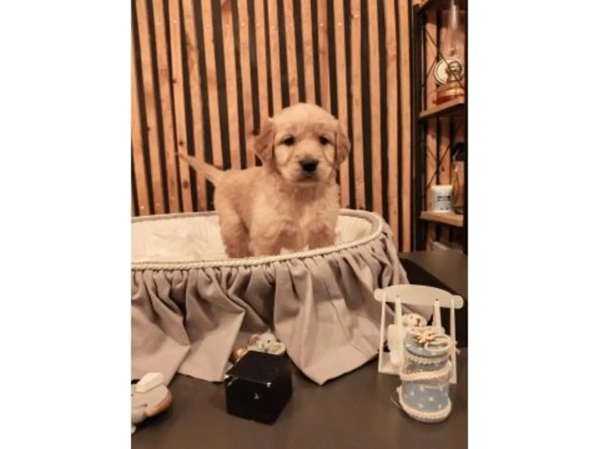 BABY FACE SAFKAN GOLDEN RETRİEVER YAVRULARI