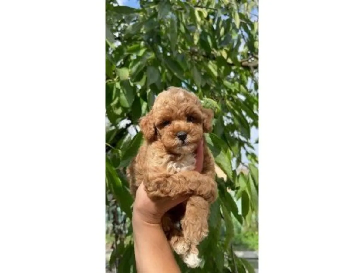 Maltipoo Puppy Care and Guide