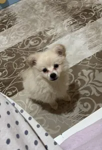 Carlos