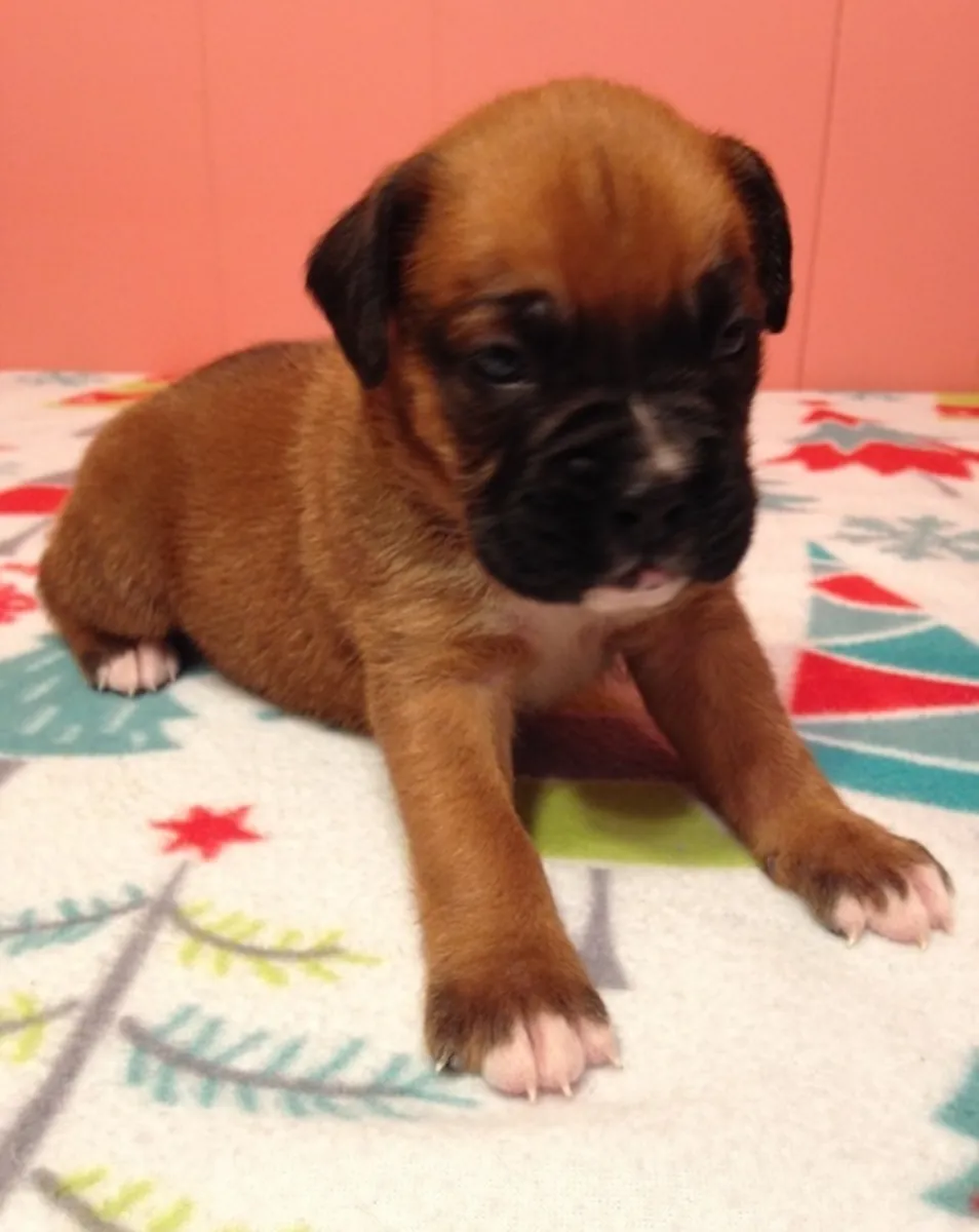 Registered Deep Red Boxer Puppies Ready Now