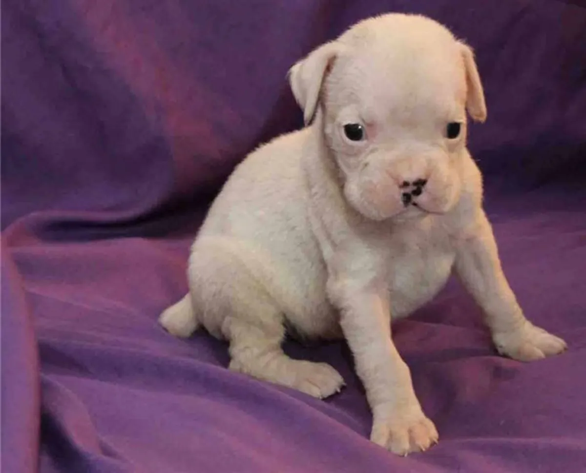 Registered Deep Red Boxer Puppies Ready Now