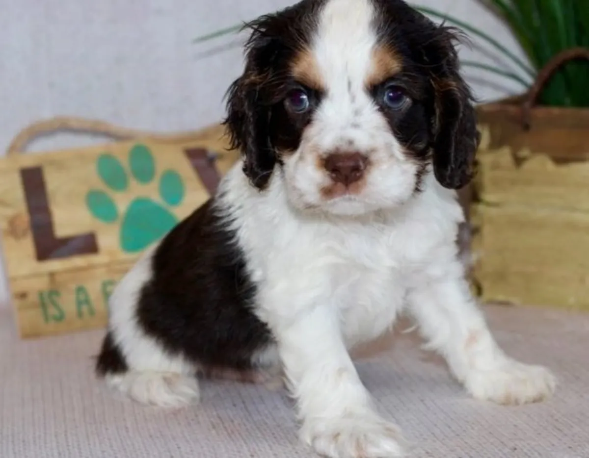 Beautiful Cocker Spaniel Puppies