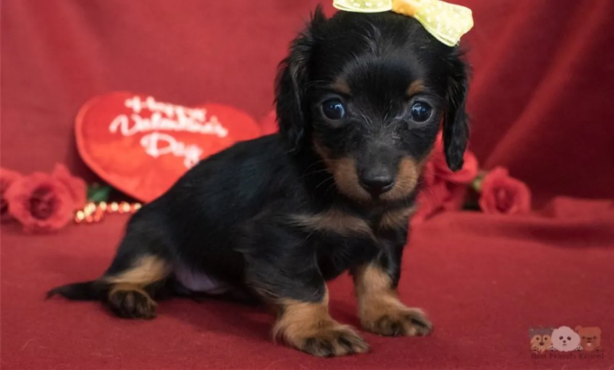 Cachorro de teckel miniatura de pelo duro registrado en el Kennel Club