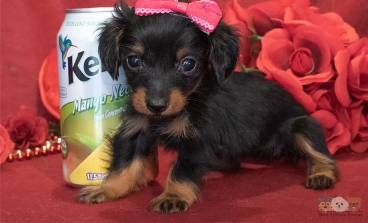 Cachorro de teckel miniatura de pelo duro registrado en el Kennel Club