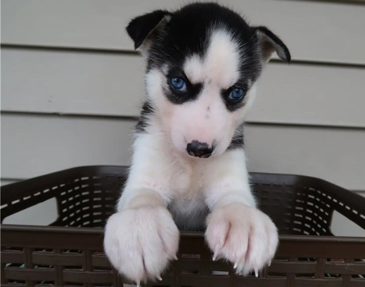 Cachorros de husky siberiano de raza pura