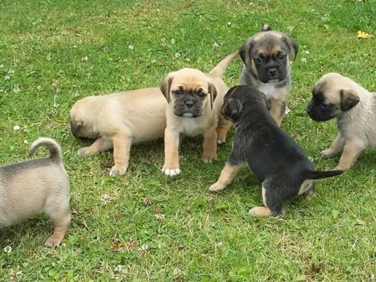 5 hermosos cachorros de pug registrados en el Kennel Club