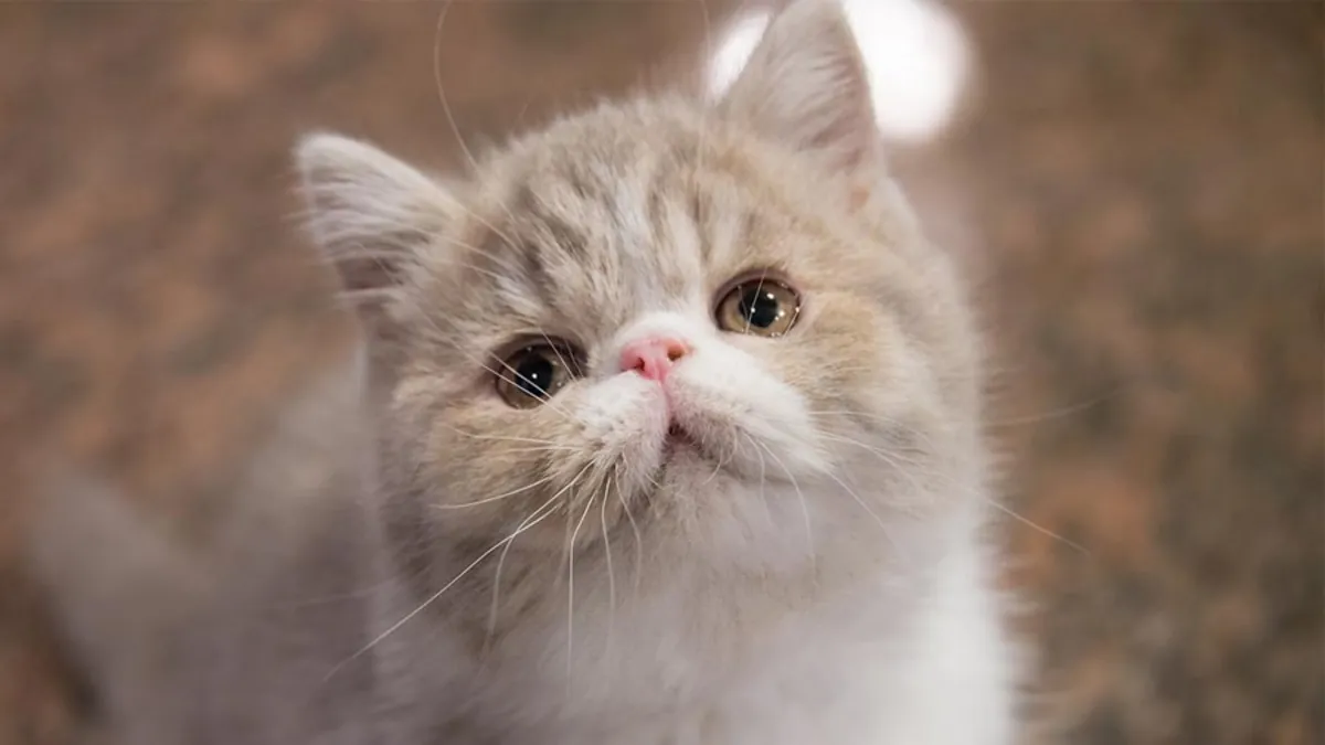 Sevimli Exotic Shorthair Yavru Kediler – Safkan ve Aşılı!