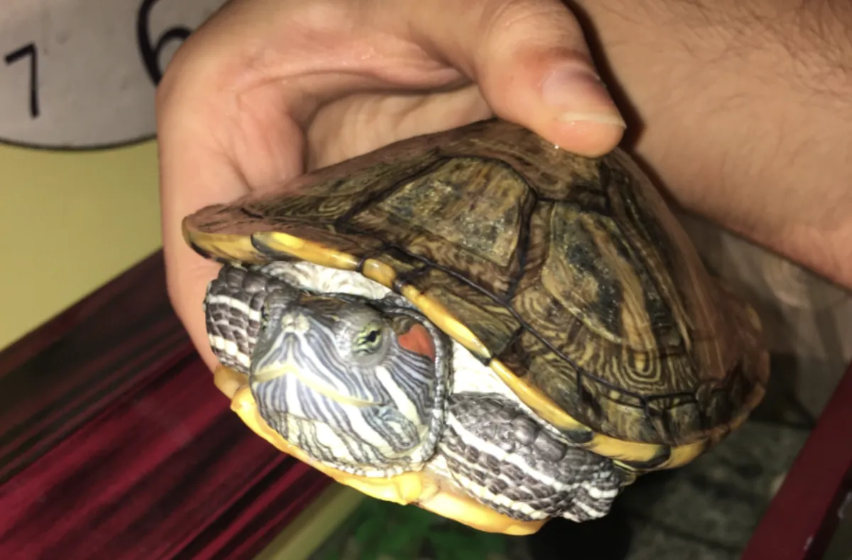 Tortuga de ojos rojos de 2 años en adopción