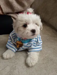 LADY