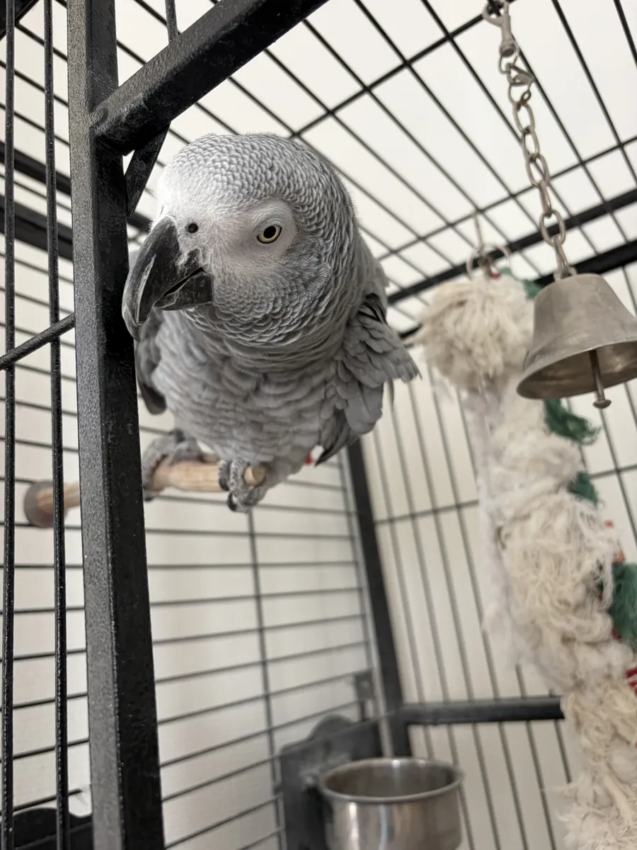 Female African Grey Parrot for sale