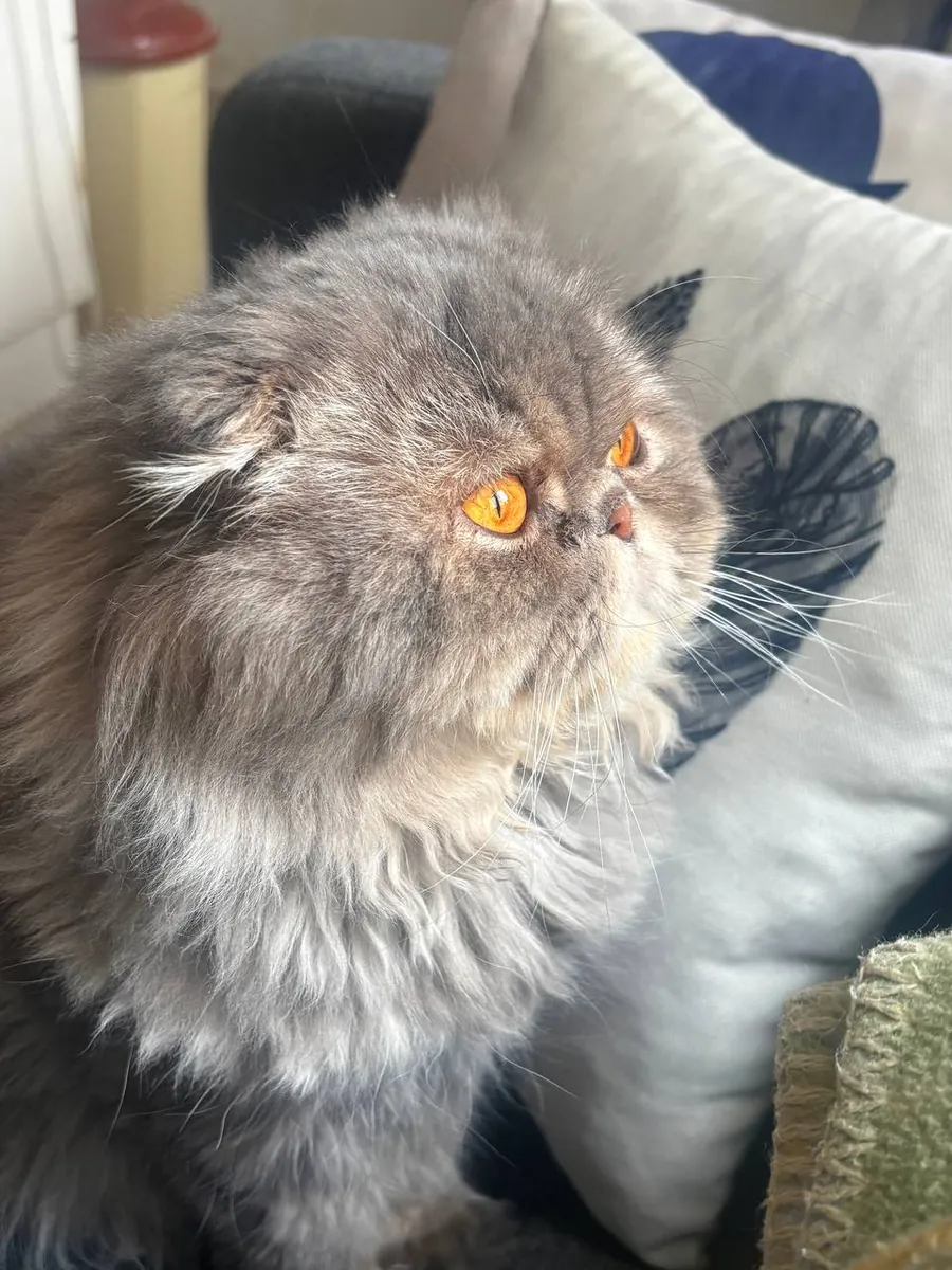 Calm and sibling cats who will be adopted together.