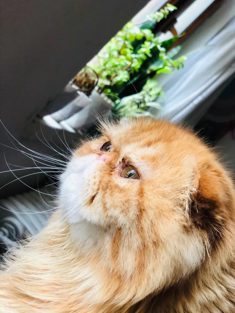 Calm and sibling cats who will be adopted together.