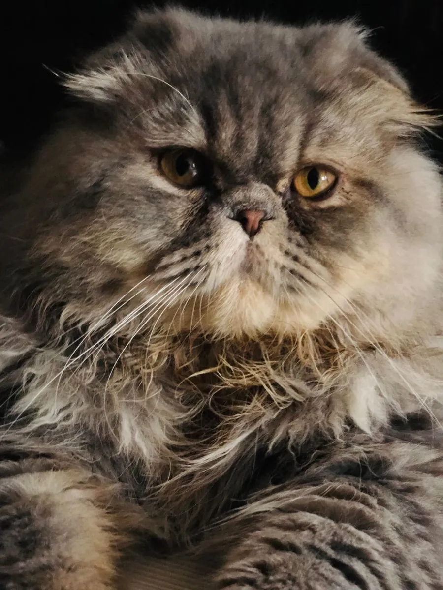 Calm and sibling cats who will be adopted together.