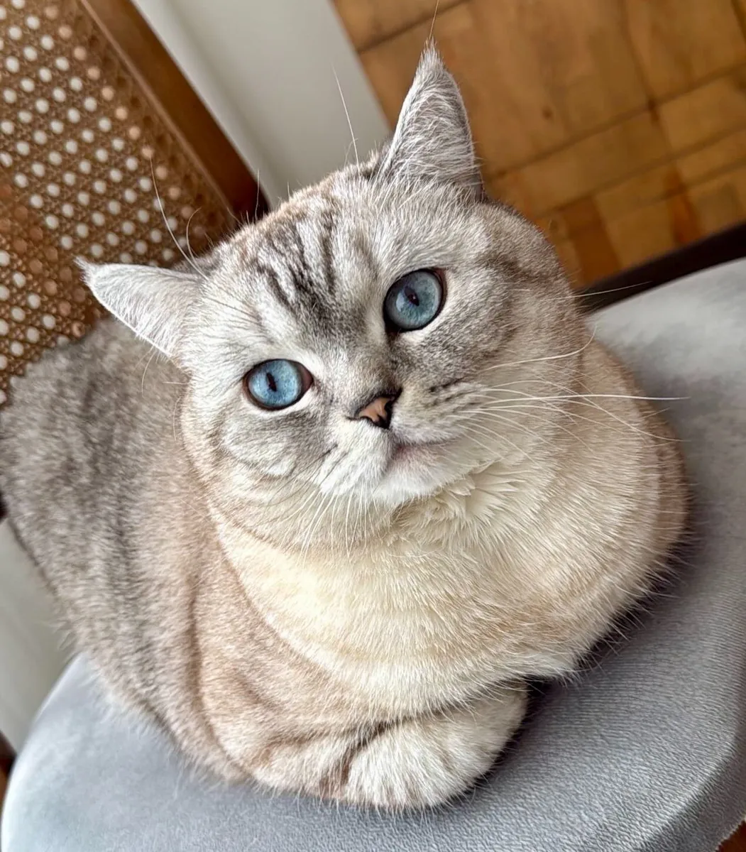 MARS'A YUVA ARIYORUZ - ÜCRETSİZ SCOTTISH STRAIGT