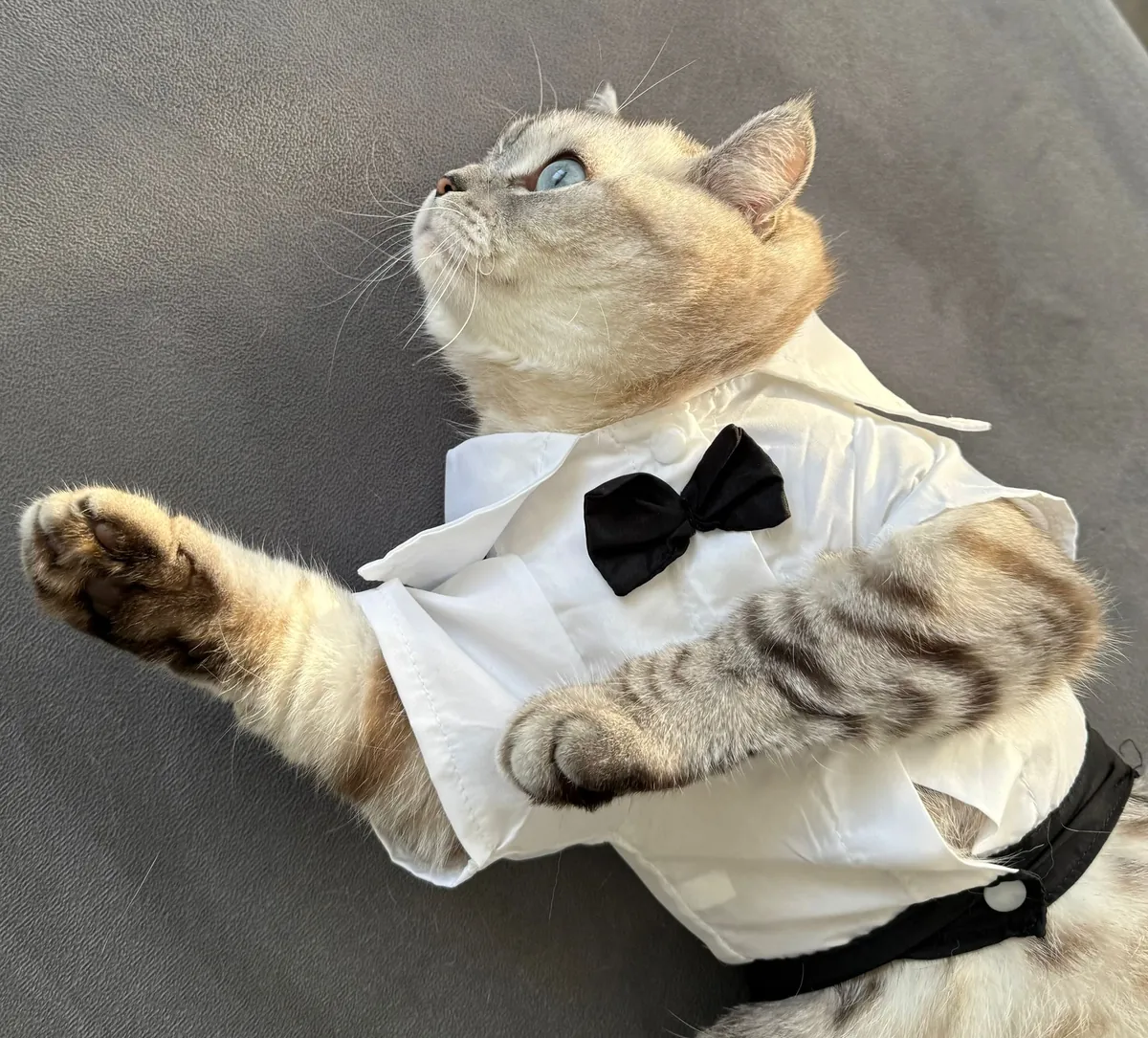 MARS'A YUVA ARIYORUZ - ÜCRETSİZ SCOTTISH STRAIGT