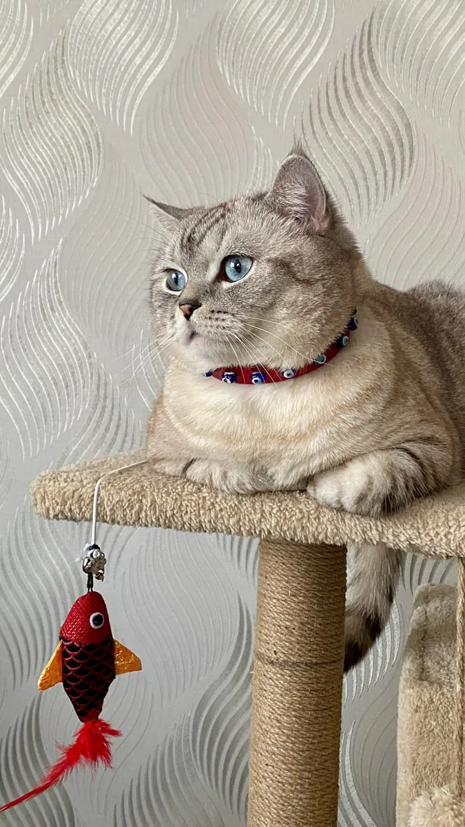 MARS'A YUVA ARIYORUZ - ÜCRETSİZ SCOTTISH STRAIGT