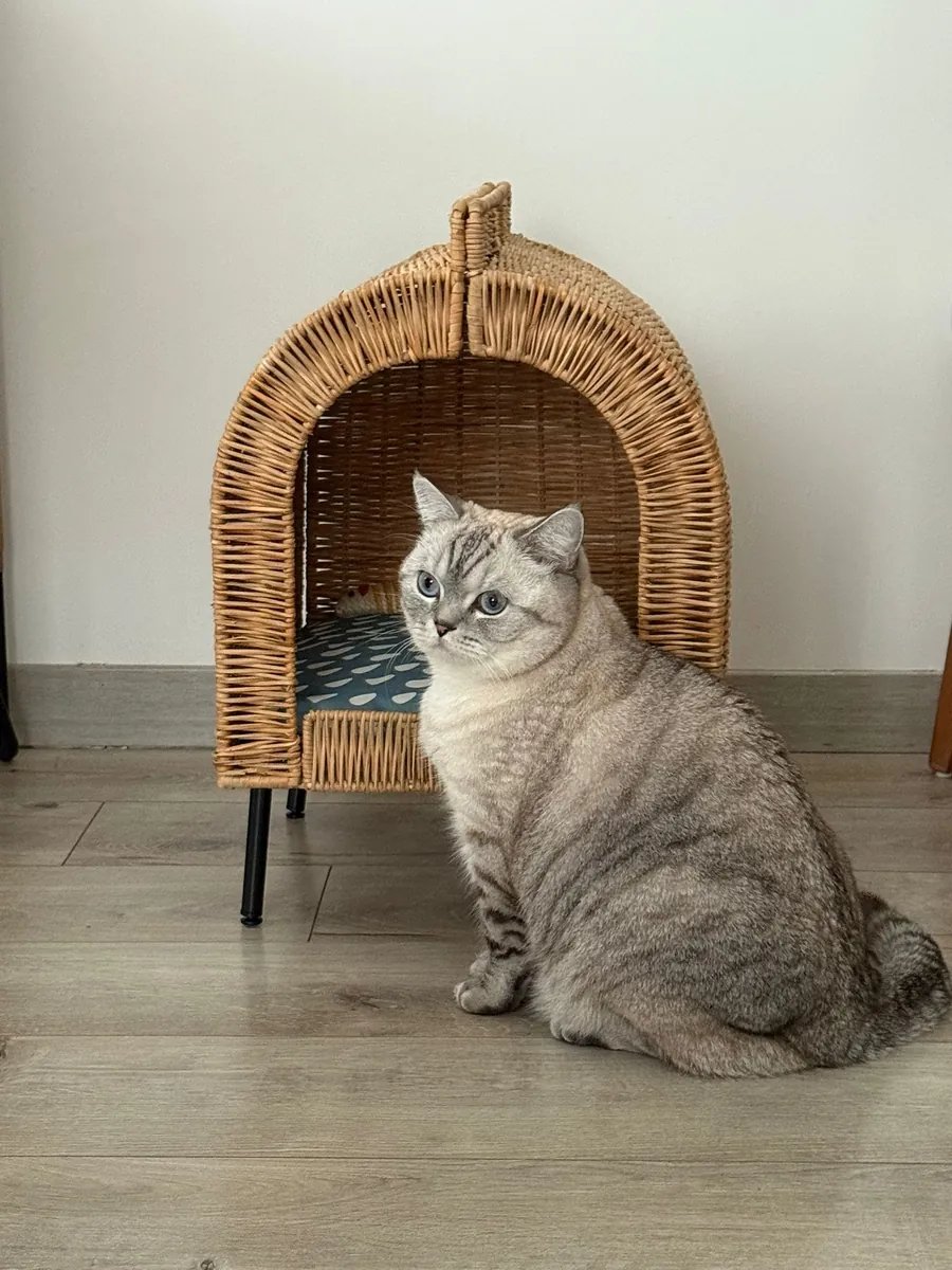 MARS'A YUVA ARIYORUZ - ÜCRETSİZ SCOTTISH STRAIGT