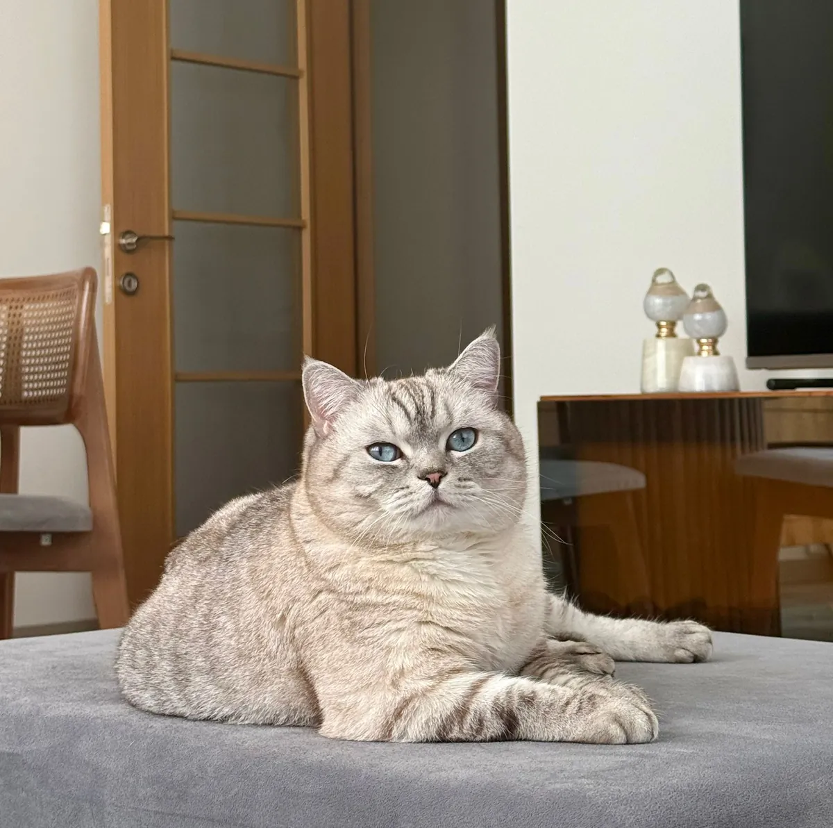 MARS'A YUVA ARIYORUZ - ÜCRETSİZ SCOTTISH STRAIGT