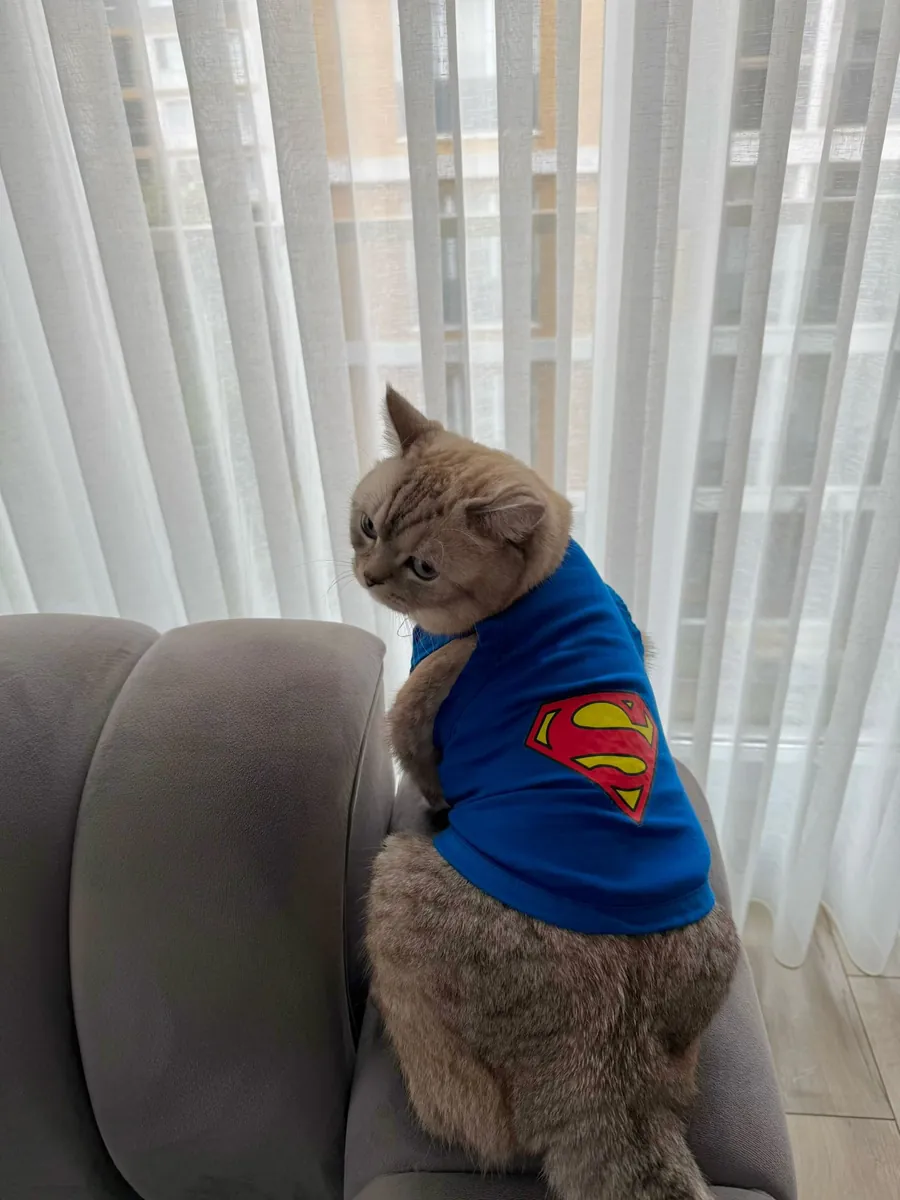 MARS'A YUVA ARIYORUZ - ÜCRETSİZ SCOTTISH STRAIGT