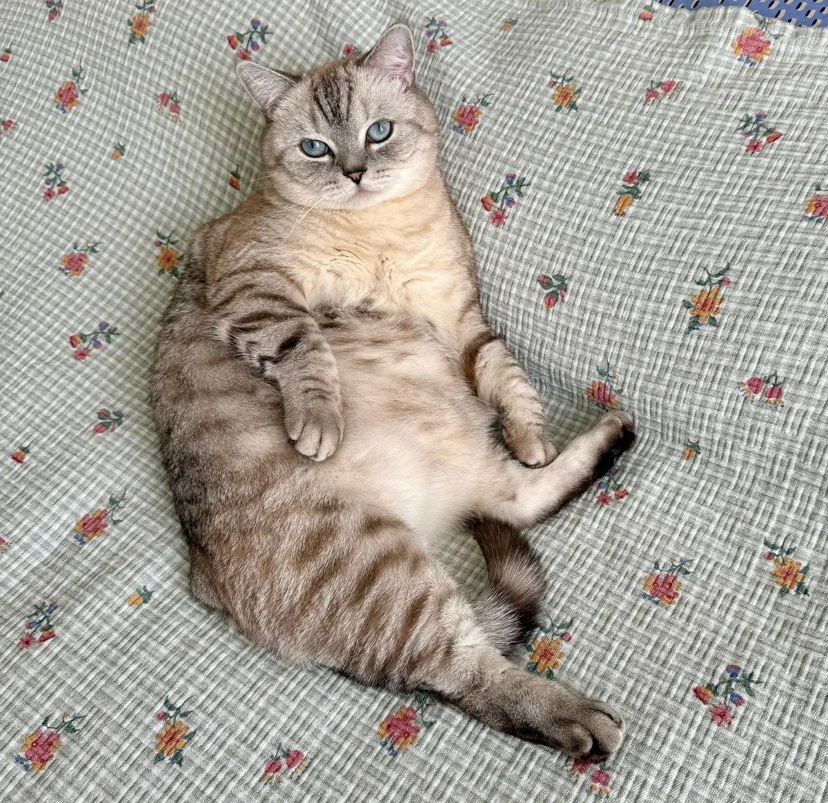 MARS'A YUVA ARIYORUZ - ÜCRETSİZ SCOTTISH STRAIGT