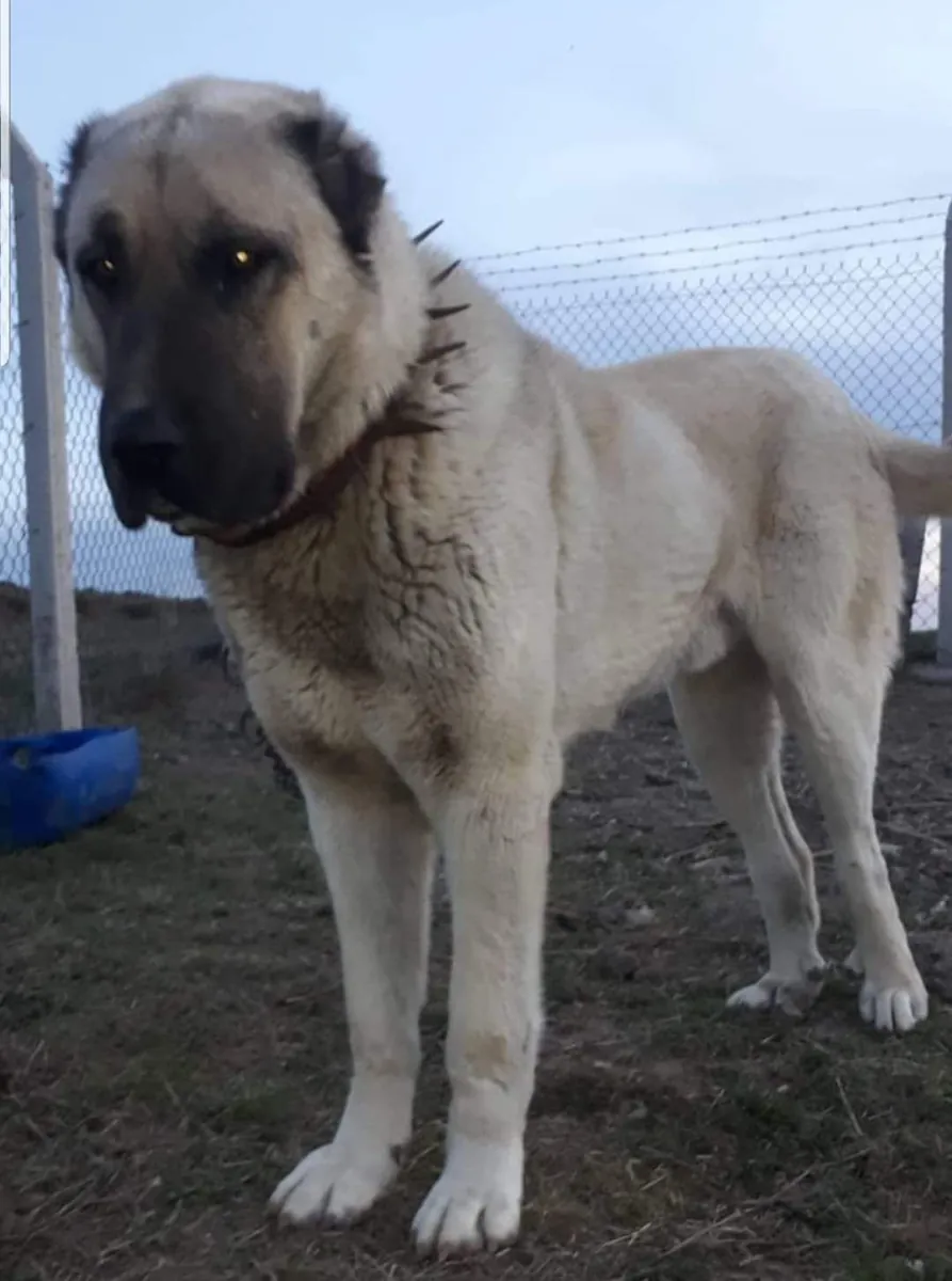 Kangal Sahiplendirme | Sadık ve Koruyucu Anadolu Köpeği