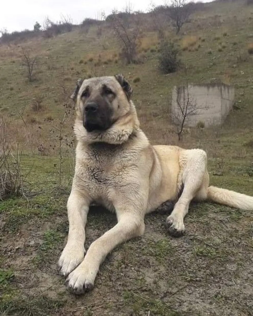 Kangal Sahiplendirme | Sadık ve Koruyucu Anadolu Köpeği