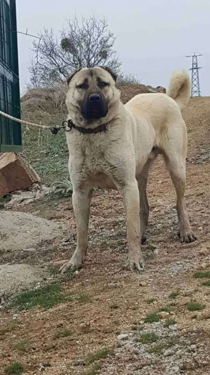 Kangal Sahiplendirme | Sadık ve Koruyucu Anadolu Köpeği